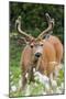 Black-tailed Deer Buck-Ken Archer-Mounted Photographic Print
