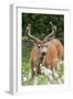 Black-tailed Deer Buck-Ken Archer-Framed Premium Photographic Print