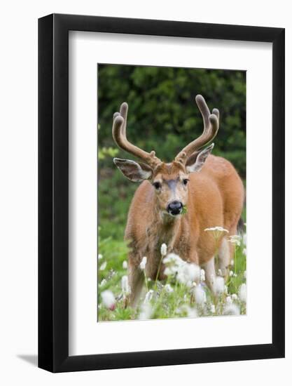 Black-tailed Deer Buck-Ken Archer-Framed Photographic Print