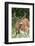 Black-tailed Deer Buck-Ken Archer-Framed Photographic Print