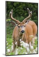 Black-tailed Deer Buck-Ken Archer-Mounted Photographic Print