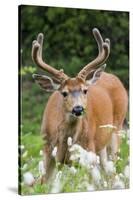 Black-tailed Deer Buck-Ken Archer-Stretched Canvas