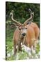 Black-tailed Deer Buck-Ken Archer-Stretched Canvas