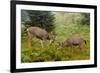 Black-tailed Deer Bucks Sparring-Ken Archer-Framed Photographic Print