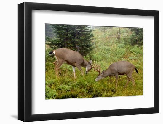 Black-tailed Deer Bucks Sparring-Ken Archer-Framed Premium Photographic Print