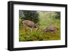 Black-tailed Deer Bucks Sparring-Ken Archer-Framed Premium Photographic Print