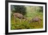 Black-tailed Deer Bucks Sparring-Ken Archer-Framed Photographic Print