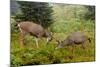 Black-tailed Deer Bucks Sparring-Ken Archer-Mounted Photographic Print