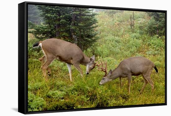 Black-tailed Deer Bucks Sparring-Ken Archer-Framed Stretched Canvas