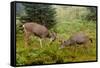 Black-tailed Deer Bucks Sparring-Ken Archer-Framed Stretched Canvas