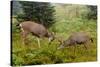 Black-tailed Deer Bucks Sparring-Ken Archer-Stretched Canvas