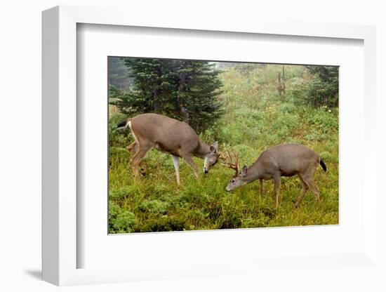 Black-tailed Deer Bucks Sparring-Ken Archer-Framed Photographic Print