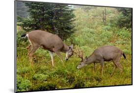 Black-tailed Deer Bucks Sparring-Ken Archer-Mounted Photographic Print