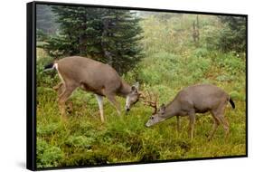 Black-tailed Deer Bucks Sparring-Ken Archer-Framed Stretched Canvas