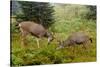 Black-tailed Deer Bucks Sparring-Ken Archer-Stretched Canvas