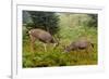 Black-tailed Deer Bucks Sparring-Ken Archer-Framed Premium Photographic Print