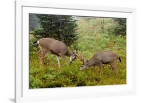 Black-tailed Deer Bucks Sparring-Ken Archer-Framed Premium Photographic Print