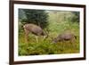 Black-tailed Deer Bucks Sparring-Ken Archer-Framed Premium Photographic Print