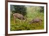 Black-tailed Deer Bucks Sparring-Ken Archer-Framed Premium Photographic Print