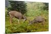 Black-tailed Deer Bucks Sparring-Ken Archer-Mounted Premium Photographic Print