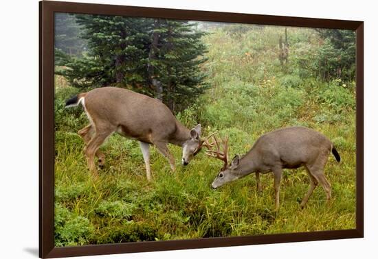 Black-tailed Deer Bucks Sparring-Ken Archer-Framed Photographic Print