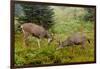 Black-tailed Deer Bucks Sparring-Ken Archer-Framed Photographic Print