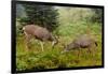 Black-tailed Deer Bucks Sparring-Ken Archer-Framed Photographic Print