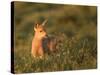 Black-Tailed Deer Fawn at Hurricane Ridge, Olympic, Washington, USA-Gary Luhm-Stretched Canvas