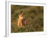 Black-Tailed Deer Fawn at Hurricane Ridge, Olympic, Washington, USA-Gary Luhm-Framed Photographic Print