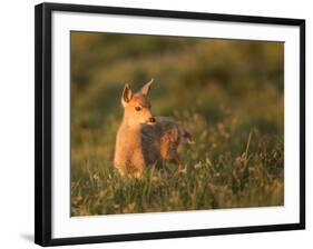 Black-Tailed Deer Fawn at Hurricane Ridge, Olympic, Washington, USA-Gary Luhm-Framed Photographic Print