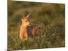 Black-Tailed Deer Fawn at Hurricane Ridge, Olympic, Washington, USA-Gary Luhm-Mounted Photographic Print