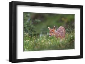 Black-Tailed Deer Fawn at Hurricane Ridge, Olympic, Washington, USA-Gary Luhm-Framed Photographic Print