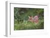 Black-Tailed Deer Fawn at Hurricane Ridge, Olympic, Washington, USA-Gary Luhm-Framed Photographic Print