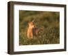 Black-Tailed Deer Fawn at Hurricane Ridge, Olympic, Washington, USA-Gary Luhm-Framed Photographic Print