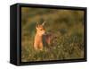 Black-Tailed Deer Fawn at Hurricane Ridge, Olympic, Washington, USA-Gary Luhm-Framed Stretched Canvas