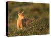 Black-Tailed Deer Fawn at Hurricane Ridge, Olympic, Washington, USA-Gary Luhm-Stretched Canvas