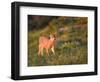 Black-Tailed Deer Fawn at Hurricane Ridge, Olympic, Washington, USA-Gary Luhm-Framed Photographic Print