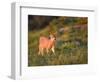 Black-Tailed Deer Fawn at Hurricane Ridge, Olympic, Washington, USA-Gary Luhm-Framed Photographic Print
