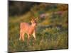 Black-Tailed Deer Fawn at Hurricane Ridge, Olympic, Washington, USA-Gary Luhm-Mounted Photographic Print