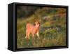 Black-Tailed Deer Fawn at Hurricane Ridge, Olympic, Washington, USA-Gary Luhm-Framed Stretched Canvas