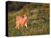 Black-Tailed Deer Fawn at Hurricane Ridge, Olympic, Washington, USA-Gary Luhm-Stretched Canvas