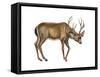 Black-Tailed Deer (Odocoileus Hemionus Columbianus), Mammals-Encyclopaedia Britannica-Framed Stretched Canvas