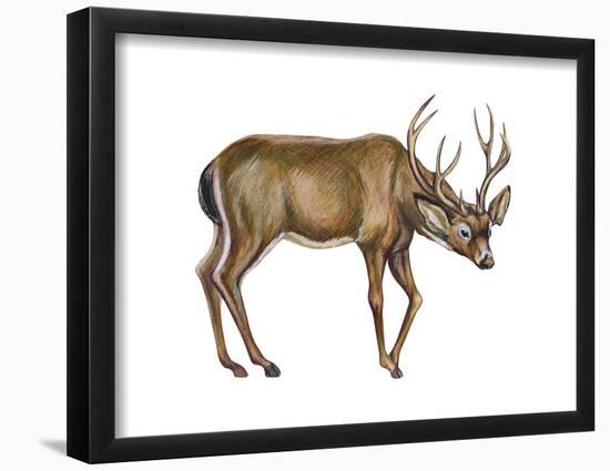 Black-Tailed Deer (Odocoileus Hemionus Columbianus), Mammals-Encyclopaedia Britannica-Framed Poster