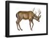 Black-Tailed Deer (Odocoileus Hemionus Columbianus), Mammals-Encyclopaedia Britannica-Framed Poster