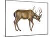 Black-Tailed Deer (Odocoileus Hemionus Columbianus), Mammals-Encyclopaedia Britannica-Mounted Poster