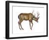 Black-Tailed Deer (Odocoileus Hemionus Columbianus), Mammals-Encyclopaedia Britannica-Framed Art Print