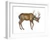 Black-Tailed Deer (Odocoileus Hemionus Columbianus), Mammals-Encyclopaedia Britannica-Framed Art Print