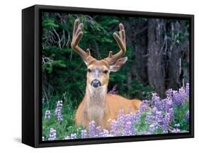 Black-Tailed Deer, Olympic National Park, WA USA-Steve Kazlowski-Framed Stretched Canvas