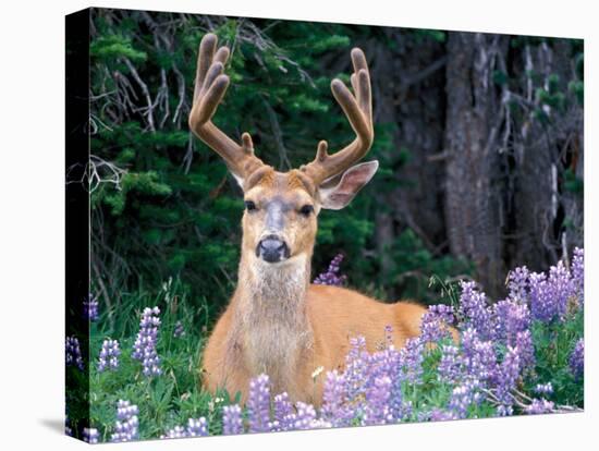Black-Tailed Deer, Olympic National Park, WA USA-Steve Kazlowski-Stretched Canvas