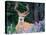 Black-Tailed Deer, Olympic National Park, WA USA-Steve Kazlowski-Stretched Canvas